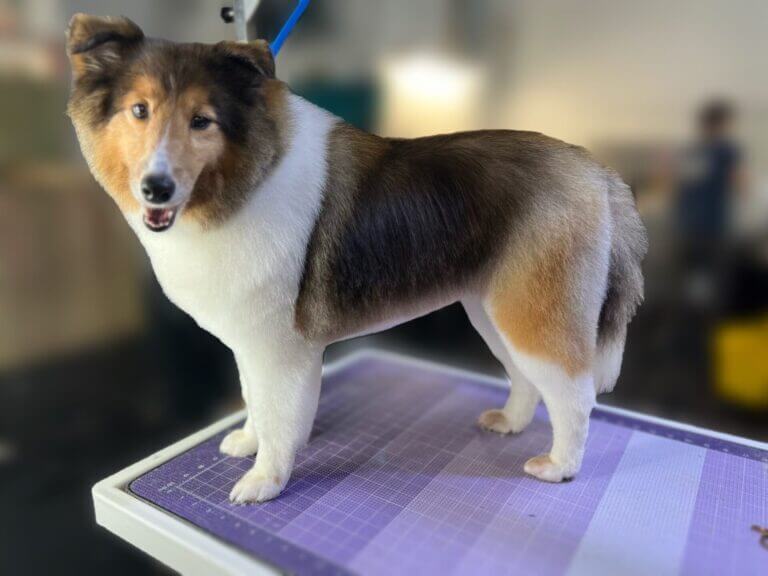 Sheltie